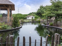 Ollevier en co bvba Zwemmen met de vissen 