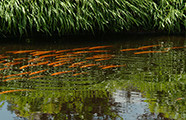 De fauna en flora van de zwemvijver