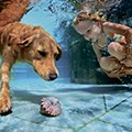 PUPS X POOLS 